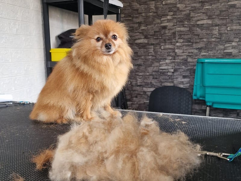 Prinny's Paws dog grooming service is a Mansfield business. Many readers could not recommend this place enough. Pictured is satisfied customer, Tilly, who had been in for a bath and trim. For more information, call Jenna on 07721 334943 or email jenga85@outlook.com