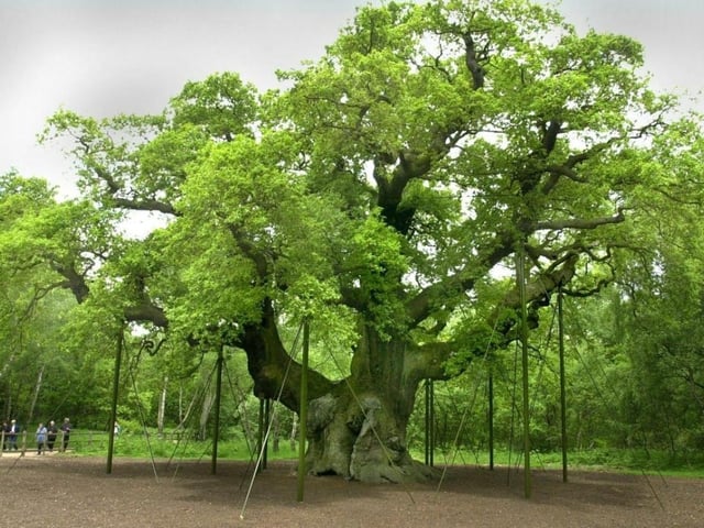 This spectacular tree is the biggest oak in Britain and is thought to be between 800 and 1,000 years old. If you haven't seen it already, it is definitely one for the bucket list.