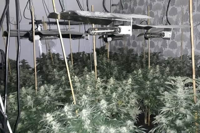 Cannabis grow found in Rainworth