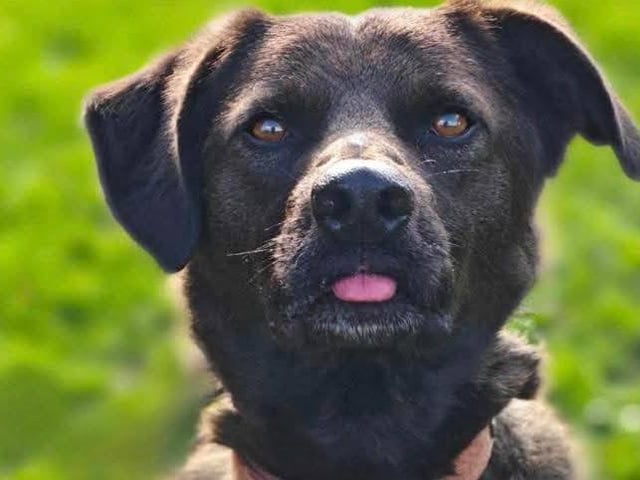 Colin is a four-year-old dog who needs to be the only pet in the home and requires an experienced owner. This playful boy can live with children aged 15 and older. Colin is loved by the staff and volunteers, having spent some time at the kennels. He is seeking a forever home.