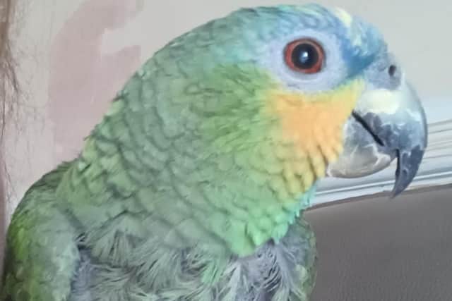 A photo of the missing parrot that belongs to Mansfield Wildlife Rescue in Pleasley Vale.