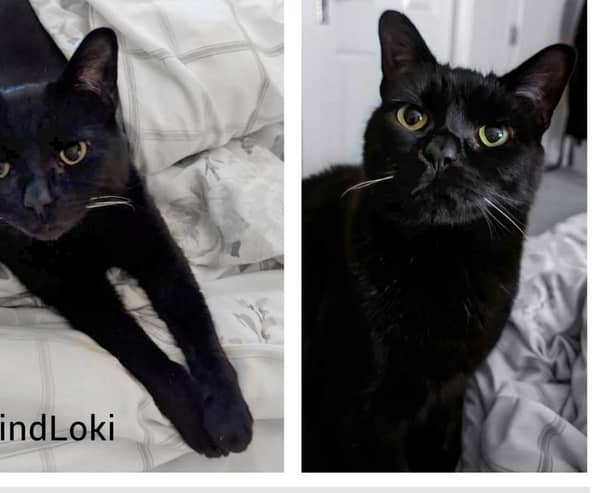 Loki is missing from the Bilsthorpe area.