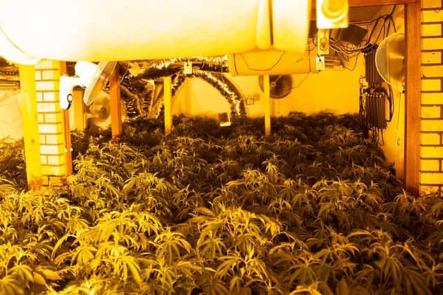 The cannabis plants will be destroyed, police say.