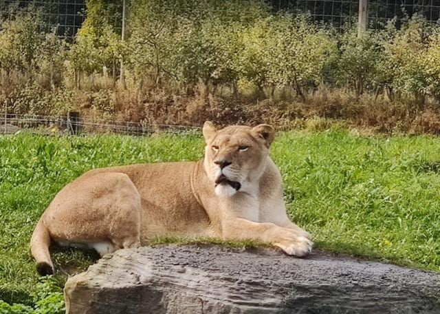 You can look forward to visiting the Yorkshire Wildlife Park this weekend. Be sure to book tickets online as it will be busy.