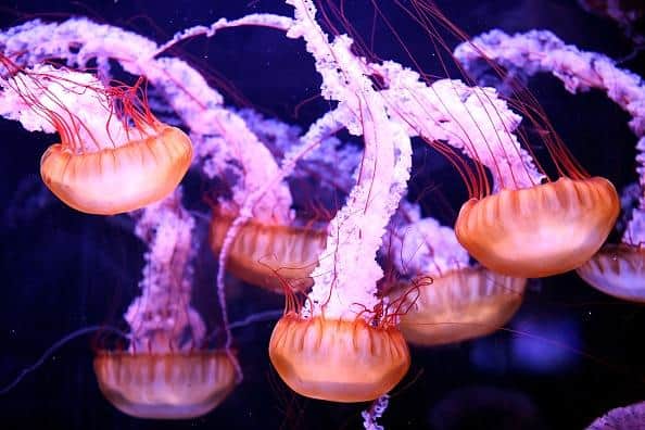 Jellyfish could one day replace the traditional ingredients of fish and chips.