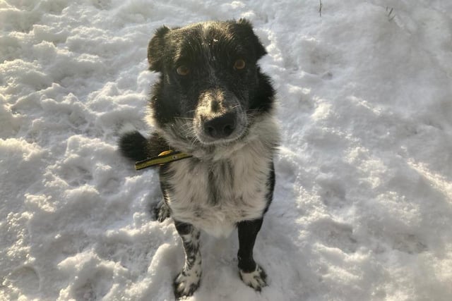 Spot is a seven year old Border Collie. He is a nervous boy who has not had much experience of the world. He would like to live in a quiet rural environment where he is surrounded by fields and countryside.