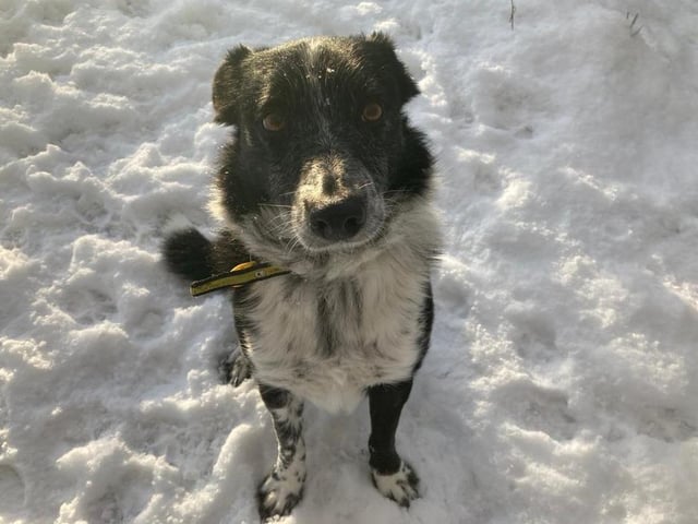 Spot is a seven year old Border Collie. He is a nervous boy who has not had much experience of the world. He would like to live in a quiet rural environment where he is surrounded by fields and countryside.