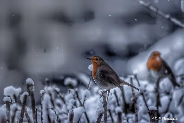 Robins in the snow. From Darren Thompson.