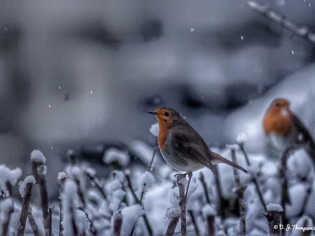Robins in the snow. From Darren Thompson.