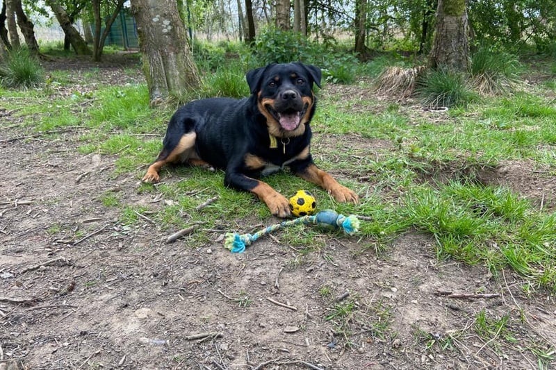 Indy is a 3 year old Rottweiler cross who is an excitable young dog that loves long walks and playing calm games with her toys. She can sometimes take her time getting to know new people but can make friends given time. Although she is sweet and affectionate, she hasn't had much training and at times she can lack manners and self control.