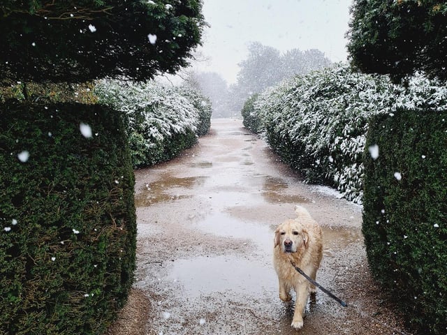 'Pawsome' fun in the snow at Rufford.