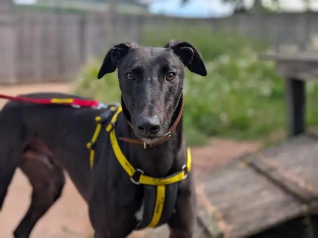 Roy is an ex-racing Greyhound who is as handsome as he is fast.  After a long racing career, this pooch is looking for a loving forever home to call his own, where he can settle in at his own pace, snuggle on a sofa and go for nice, quiet walks with his owners. Roy is happy to live with children, but would like to be the only pet in the home. See more at https://www.dogstrust.org.uk/rehoming/dogs/greyhound/3642254