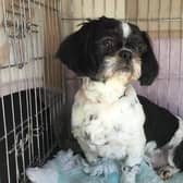 Olga the Shih Tzu has been reunited after disappearing from her new home in Forest Town.