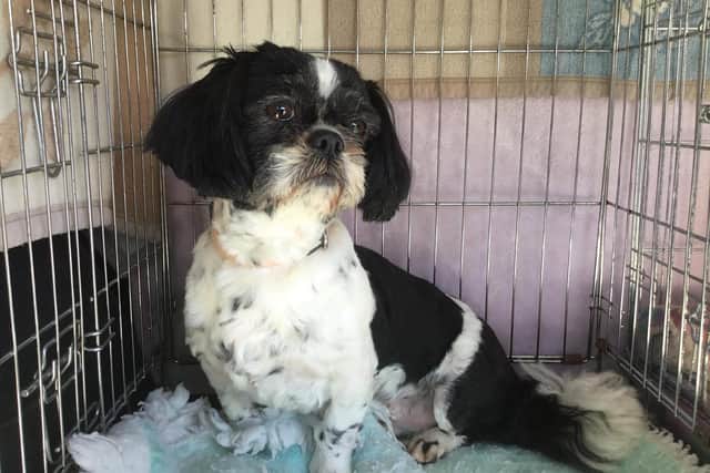 Olga the Shih Tzu has been reunited after disappearing from her new home in Forest Town.