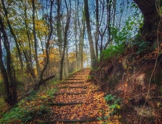 A magical path at Potteric Carr from @aja.hk