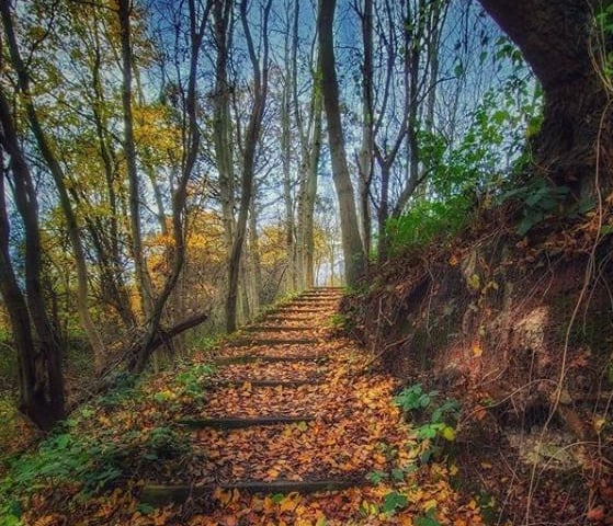 A magical path at Potteric Carr from @aja.hk