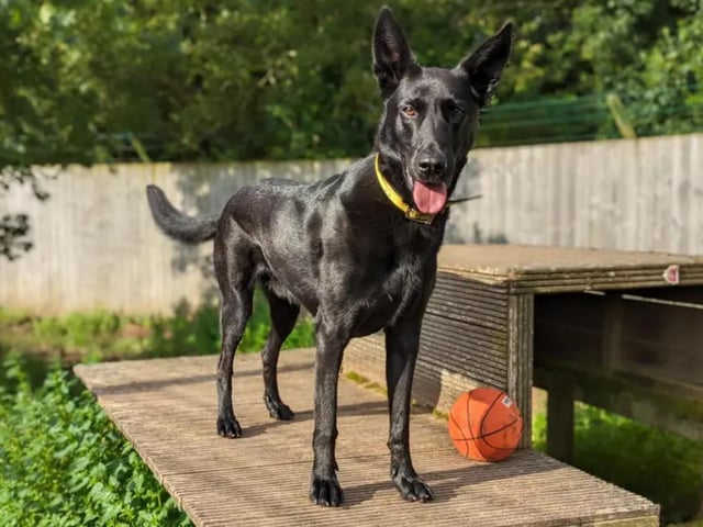 If you're searching for a good-looking, smart, and loving dog, four-year-old Belgium Shepherd Dog Nyx might be the perfect fit for you. Nyx would thrive in an active household with adults only who are willing to share their adventures with him. He would need to be the only pet in his new home, although he enjoys socialising with other dogs during walks. Access to a fully secure garden is a must for Nyx, as he loves stretching his legs and spending time outdoors. See www.dogstrust.org.uk/rehoming/dogs/belgian-shepherd-dog-malinois/1232120