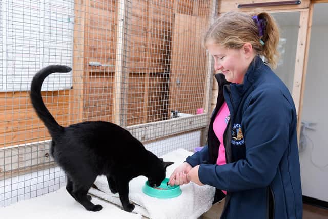 A generic photo of a pet cat being cared for at a cattery.