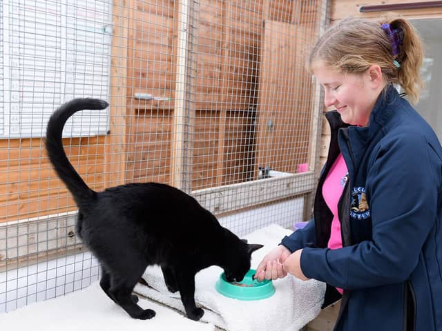 A generic photo of a pet cat being cared for at a cattery.