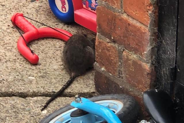 Bentinck Street residents have captured photos of the rats in their gardens. (Image: submitted)