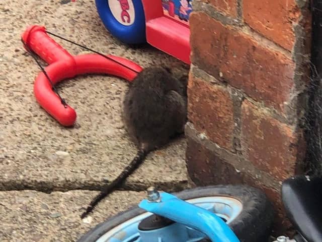 Bentinck Street residents have captured photos of the rats in their gardens. (Image: submitted)