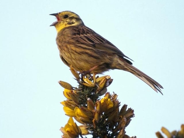 If the sound of woodland birds filling the air with their morning calls is more your thing than Meat Loaf, then Sherwood Forest hosts just the event for you on Bank Holiday Monday morning (4.30 to 7.30). Head out bright and early for a dawn chorus walk to marvel at the sounds of the forest's resident and migratory woodland birds. The walk will be led by teenage conservationist and RSPB ambassador Indy Kiemel Greene, from Thoresby Park.