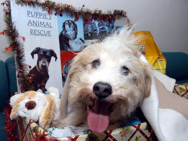 Jack from Puppies Animal Rescue collected the food donated by the public at the Hucknall Dispatch Office in 2011.