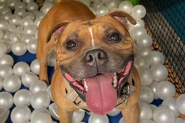 Mansfield’s very own indoor dog soft play centre is the ultimate playground designed just for dogs.