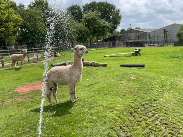 This is how animals are keeping cool this week.