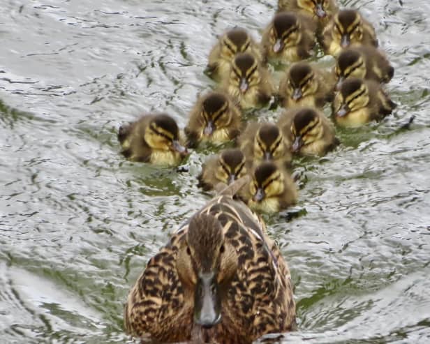 ​A delightful snap from David Hodgkinson shows this family outing and is aptly titled ‘Follow The Leader.’