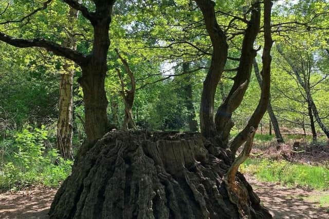 Medusa Oak in Sherwood Forest. Image by Phoebe Cox.