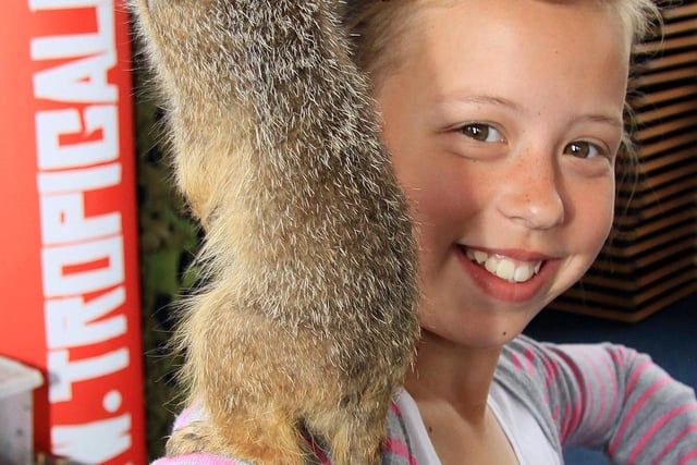 2010: Chelsea Richards is pictured with a meerkat, taken at Kimberley School's Animal Encounter Day, provided by Tropical inc.com.