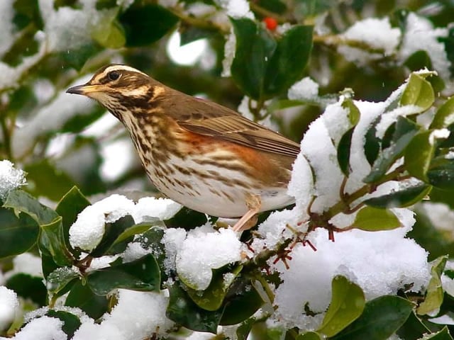 A Redwing in the snow. Taken by Nidge Nilsen.