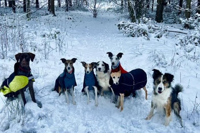 Dogs in the snow, at Thieves Wood, Mansfield.
