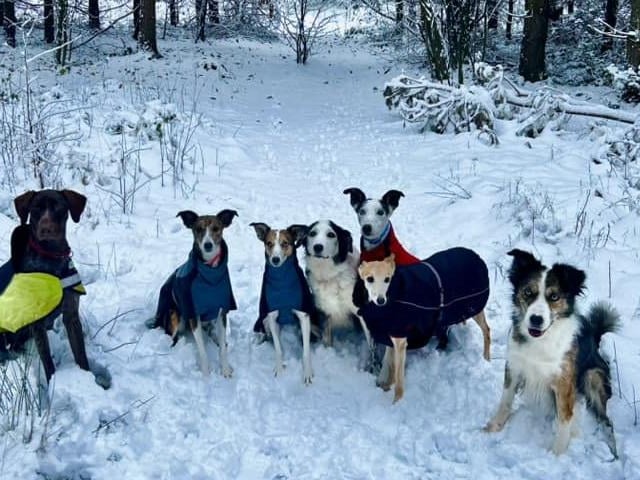 Dogs in the snow, at Thieves Wood, Mansfield.