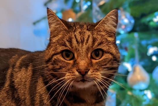 "Pebbles was rescued as a kitten from a Barn with the rest of her litter and her feral mum. Now she’s 12 and happy to let you fuss her (on her terms only) and occasionally when she forgets herself - she will succumb to a belly tickle," said Alison.