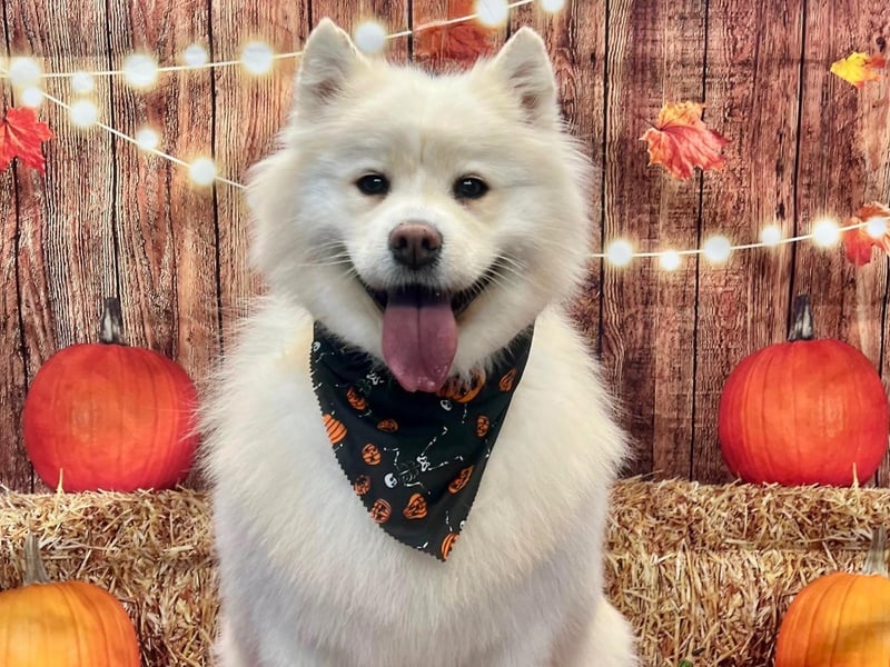 Visit onallpawz.com for more details
