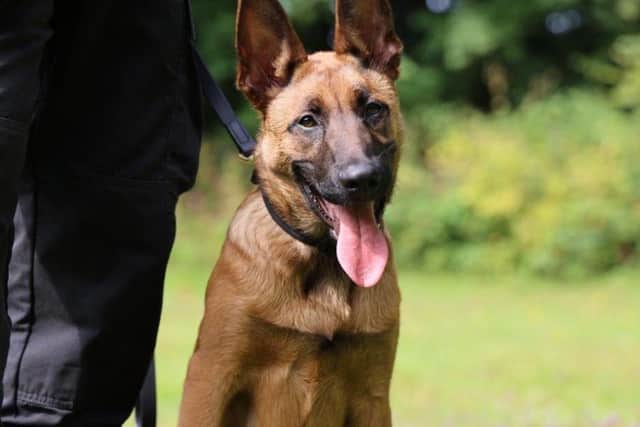 Life is looking up for rescue puppy Maverick – after he was adopted by Nottinghamshire Police.