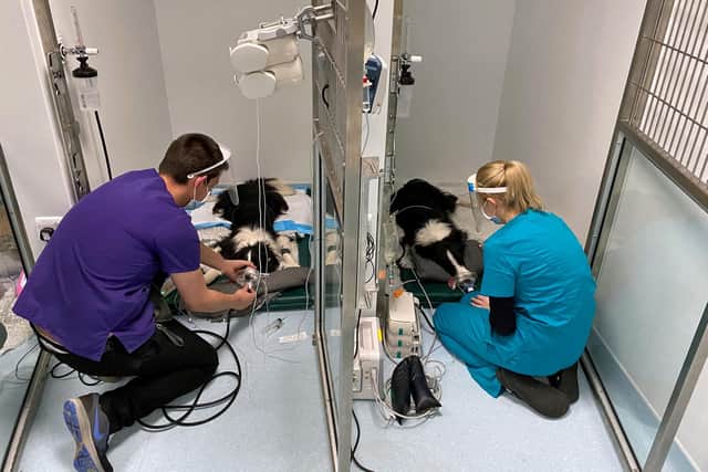 Chance and Tia were both left fighting for their lives in intensive care after collapsing and suffering seizures.