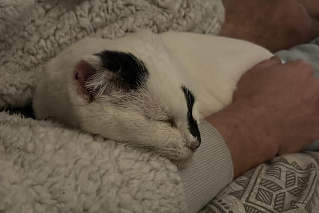 She is now happy in her forever home in Sutton.