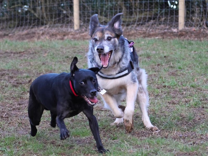 Some happy visitors at Pawsome Adventures enjoying the outdoor space.