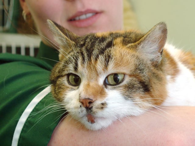 Veterinary Nurse Katie Burbidge from Shannon Lodge Veterinary Surgery is pictured with the cat in 2009.