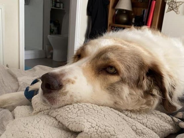 Hollie said: "This is our rescue Romanian girl who we’ve had for three years now." Adorable.