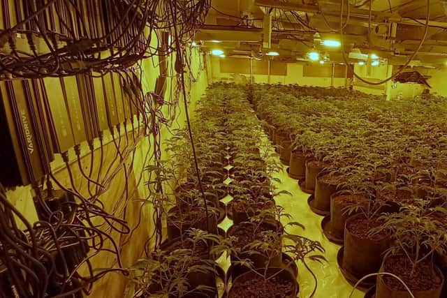 Some 1,007 cannabis plants were discovered in the Sutton industrial unit.