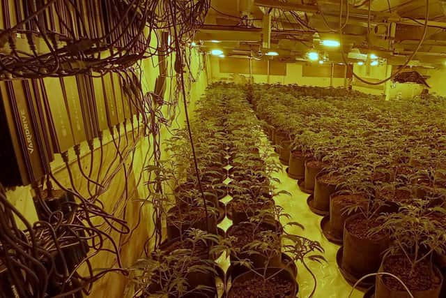 Some 1,007 cannabis plants were discovered in the Sutton industrial unit.
