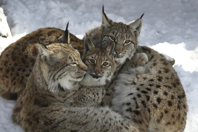 Alpenzoo Innsbruck  © Innsbruck Tourismus / Alpenzoo