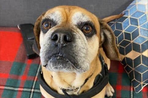 Gizmo is looking for a forever home.