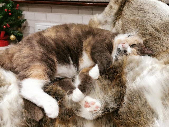 Karoline has another cat from Mansfield Cat Rescue (registered charity 1193319). Missy was adopted over a year ago.