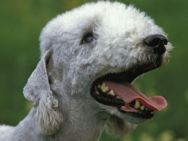Arguably the most cheerful of all dog breeds, Bedlington Terriers are known for their beaming faces, often showcased on Instagram. Originally bred to hunt rats, they now thrive on running around and snuggling for long periods.