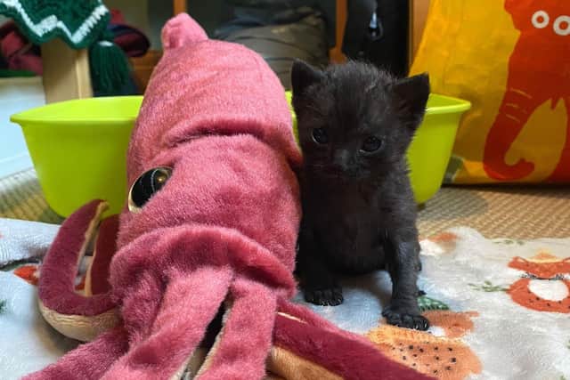 Squid is pictured as a kitten alongside his toy squid.